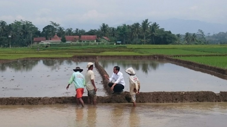 Swasembada Pangan, Jokowi Yakin Tercapai